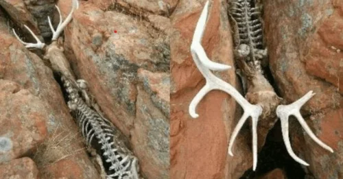 Unearthing a Deer Skeleton Trapped Between Rocks in Greenland: A Fascinating Discovery.