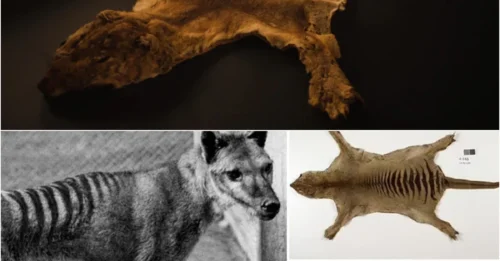 The Last Known Tasmanian Tiger’s Remains Discovered in a Museum Cupboard After Decades