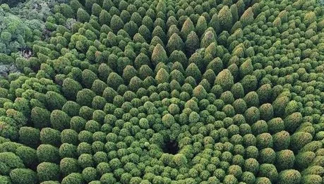 Unbelievable Science: Did Japan Just Prove Trees 
