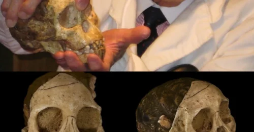 The Taung Child: A Groundbreaking Discovery in Human Evolution