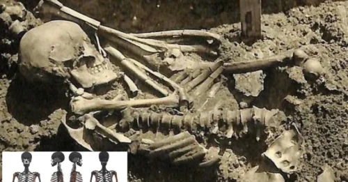 The Remarkable Case of Tsukumo-24: The Oldest Known Shark Attack Victim