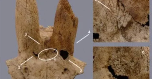 Ancient Modified Sheep Skulls From 3700 BC Discovered in Egypt’s Mortuary Complex