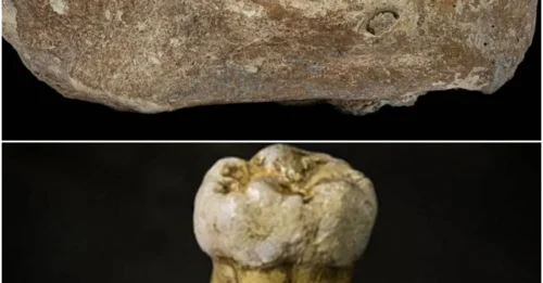 New Study Reveals Multiple Instances of Denisovan-Human Interbreeding