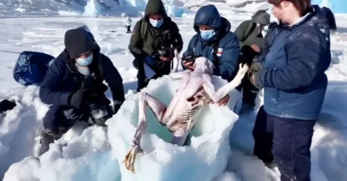 Antarctica Trembles: Alien Entities from Beyond Our Cosmos Burst from the Ice, Defying All Laws of Nature