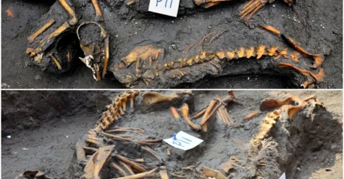 Uncovering the Secrets of the Aztec Dog Cemetery: A Mystery for Archaeologists