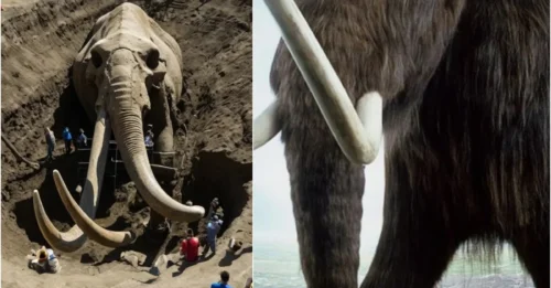 Impressive Discovery: 6-Million-Year-Old Woolly Mammoth Fossil Unearthed in Michigan!