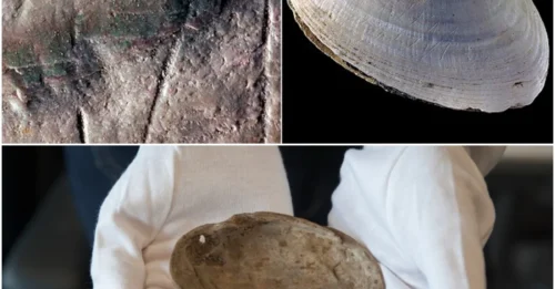 500,000-Year-Old Shell Carved by Homo Erectus Redefines Our Understanding of Human Ancestors