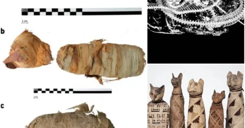 Ancient Egyptians Sacrificed Kittens And Cobras Before Mummifying Them