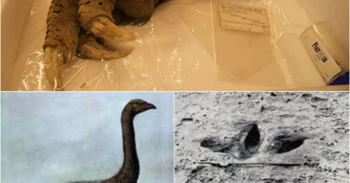 A 3,300-Year-Old Bird Claw Was Discovered By Archaeologists While Digging In A Cave