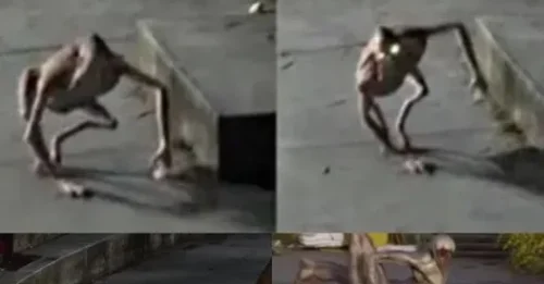 Mysterious Alien-like Creature Causes a Stir