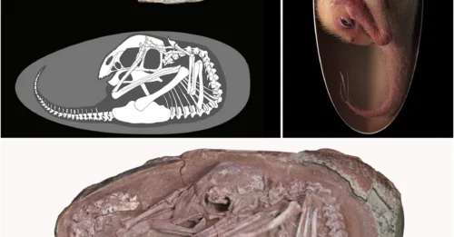 A 70-million-year-old dinosaur baby unearthed in China is one of the best-preserved fossils ever found