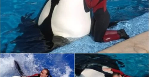 SeaWorld Horror: Orca Attacks and Kills 40-Year-Old Trainer During Live Performance dxhcl
