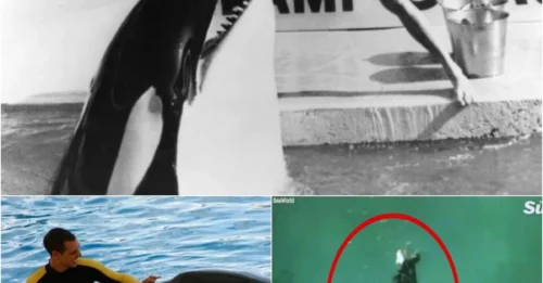 DEATH IN THE POOL: Killer Whale Suddenly Snaps – Trainer’s Last Moments Will Haunt You! dxhcl