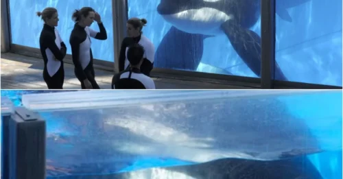 THE REVENGE OF THE KILLER WHALE THAT KILLED 3: Chilling Photo Reveals Captive Orca’s Hatred Toward Trainers dxhcl