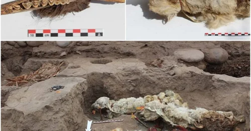 The Incas Buried These Llamas Alive 500 Years Ago — And They’re Perfectly Preserved Today