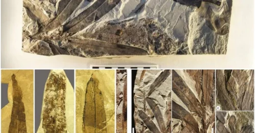 ‘Alien Plant’ Fossil Discovered In Utah Desert Doesn’t Belong To Any Known Species On Planet Earth