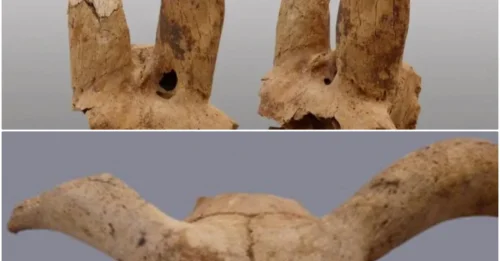 Modified Sheep Skulls From 3700 BC Found In Egypt's Mortuary Complex
