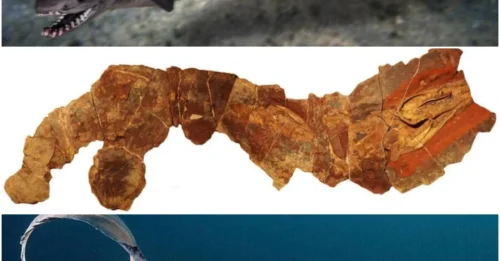 This Recently Discovered Shark That Lived 360 Million Years Ago Looked Like An Eel