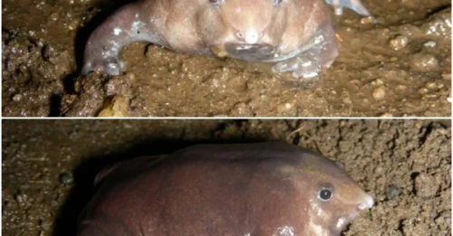 Not quite a pig, not exactly a frog—this mysterious creature is stirring up the biology community!