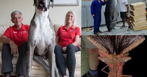 Un perro gigante de 2 metros, el cerdo 'Big Bill' de 1137 kg y un atún más grande que un hombre: bestias gigantescas reveladas tras el hallazgo de una rata de 56 cm.