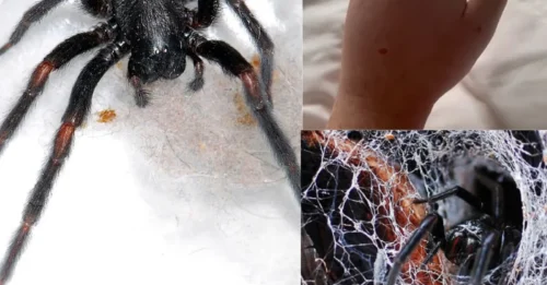 Una araña australiana con una picadura terrible llega a Gran Bretaña: un turista de Cotswolds queda con una mano 
