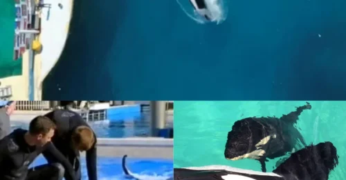 Los cuidadores del zoológico estimulan manualmente a una orca cachonda para que no tenga relaciones sexuales con su madre