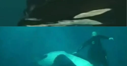 Una orca atrapa a un entrenador de SeaWorld y lo arrastra bajo el agua en un video de terror