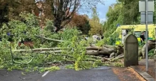 Tragedia: una mujer de unos 40 años muere tras caer una rama enorme de un árbol enorme