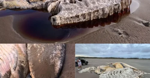 El misterio de la enorme criatura marina de 21 metros que apareció en una playa popular está RESUELTO. ¿Adivinaste bien?