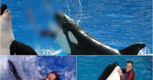Horror en SeaWorld: ¡Entrenador de 40 años muere a manos de una orca frente a cientos de espectadores!