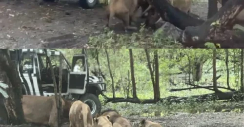 Tailandia impactante: Empleado de zoológico muere tras ser atacado por leones, impactando a los visitantes