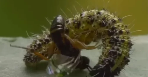 Las horribles avispas usan otros cuerpos como parásitos de películas de extraterrestres de la vida real