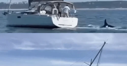 Orcas atacan a un tercer barco frente a las costas de Portugal, lo que desencadenó un frenético rescate dos días después de que las bestias embistieran y hundieran un yate de recreo.