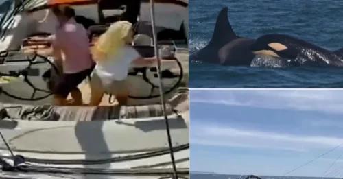 La sorprendente forma en que los marineros lucharon contra las orcas que atacaban su barco: nuevas y aterradoras imágenes muestran el barco girando fuera de control frente a Portugal, antes de que las orcas HUNDIERAN el barco cercano.