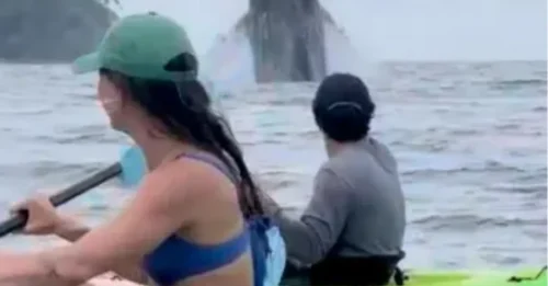 Impresionante momento en el que una ballena y su cría saltan fuera del agua junto a los asombrados kayakistas.