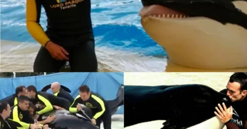 Orca Keto que mató a su entrenador de SeaWorld muere tras ser obligada a tener incesto
