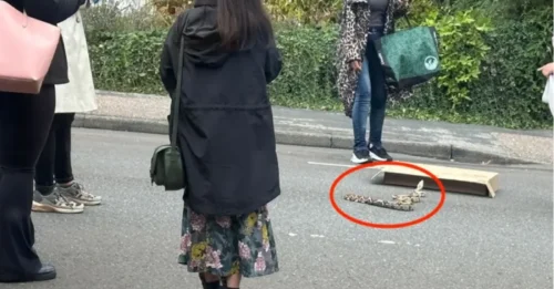 Horror: se avista una enorme boa constrictor de 1,5 metros en una ciudad del Reino Unido durante el recorrido escolar; ha estado suelta desde julio.