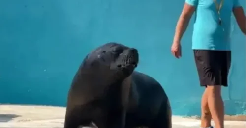 Un trágico video revela la solitaria vida de un león marino joven que rodea un estrecho tanque en un parque marino después de la muerte por cáncer de su único compañero