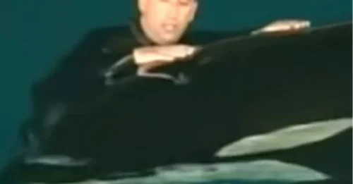 Una orca atrapa a un entrenador de SeaWorld y lo arrastra bajo el agua en un video de terror