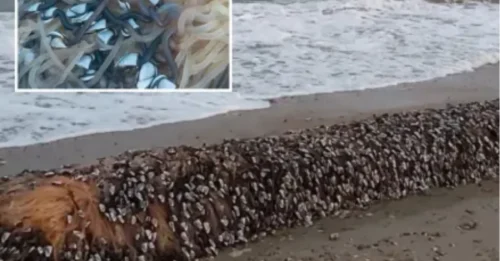 Cientos de criaturas de aspecto extraño que valen una FORTUNA aparecen en una playa del Reino Unido