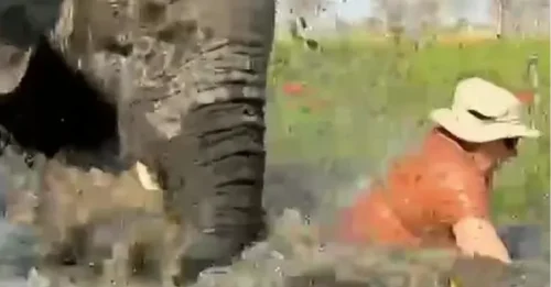 Turistas británicos engañan a la muerte después de que un elefante volcara canoas de safari durante un ataque.