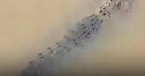 El escalofriante momento en que un cocodrilo nada por el río con una mujer entre los dientes después de que una bestia la arrebatara de la orilla.