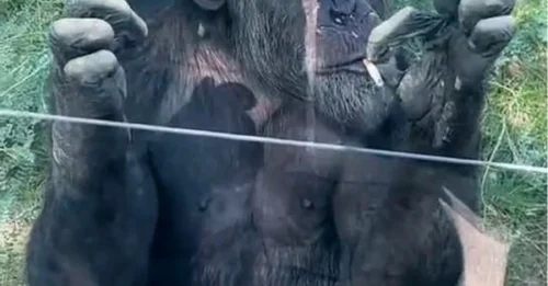 Impactante momento en el que un chimpancé fuma un cigarrillo después de que unos turistas lo arrojaran al recinto del zoológico.