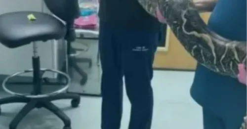 Horror: un paseador de perros encuentra una boa constrictor gigante junto a una escuela primaria del Reino Unido