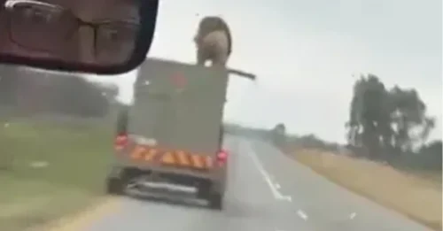 Momento impactante: un león gigante escapa de un camión en movimiento a 96 km/h y se sube al techo antes de escapar en Sudáfrica.