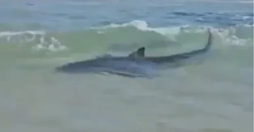 Los científicos emiten una advertencia urgente: una especie de tiburón que antes era 