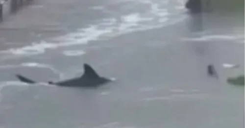 Videos falsos del huracán Melissa con tiburones generados por IA generan temor en Jamaica