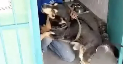 Un hombre que perdió a su perro hace cinco años no da crédito a lo que ve después de revisar Instagram.