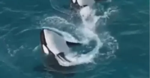 Momento trágico: dos orcas aparecen muertas en un parque marino abandonado; pero cuando avistan un dron, la escena se vuelve aún más desgarradora.