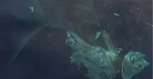 Momento aterrador: un gran tiburón blanco ataca brutalmente a su presa en la costa de un popular destino turístico británico, dejando atónitos a los espectadores.